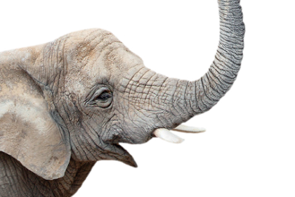 Elefant Bild Kopf Themenausstellung