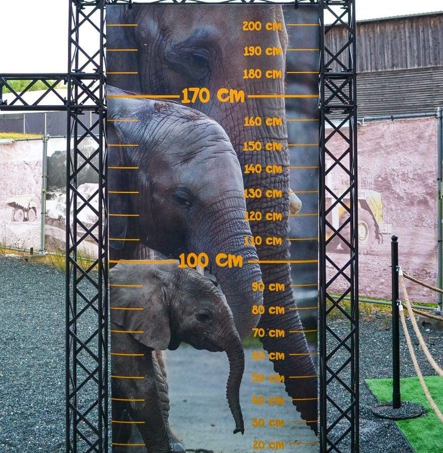 Elefant Messlatten Größe der Eleefanten