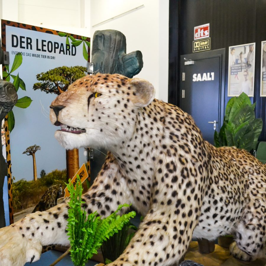 Ausstellung Afrika Leopard animatronisch