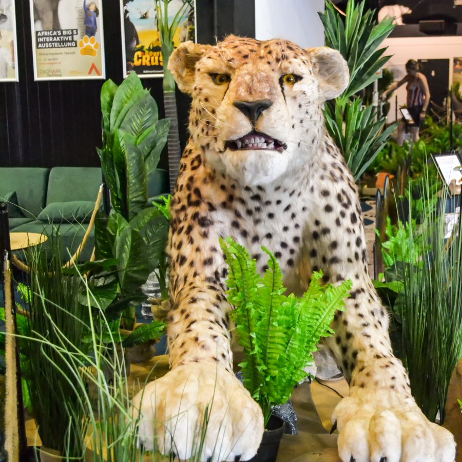 Leopard von Vorne Erlebniswelten Themenausstellung