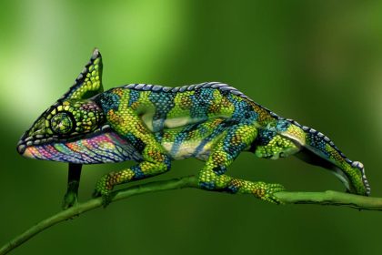 Chameleon verlinkung 