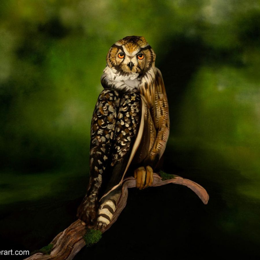 Johannesstoetterart owl